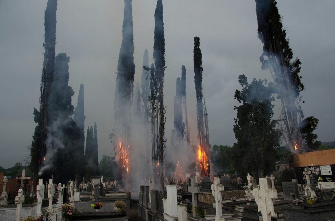 La mitad de los cipreses del cementerio de Cacabelos destruidos por un rayo eran “monumentales y patrimonio mediterráneo”